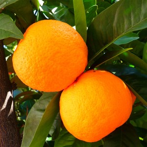 orangen2